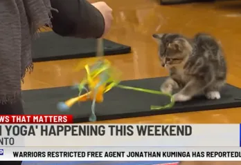 kitten yoga screenshot of media spot
