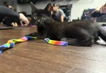 kitten yoga
