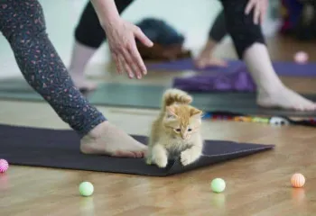 kitten on yoga mat with toys