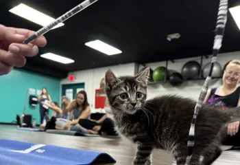kitten yoga