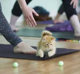 kitten on yoga mat with toys