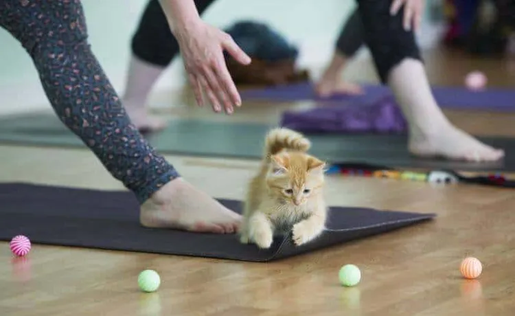 kitten on yoga mat with toys