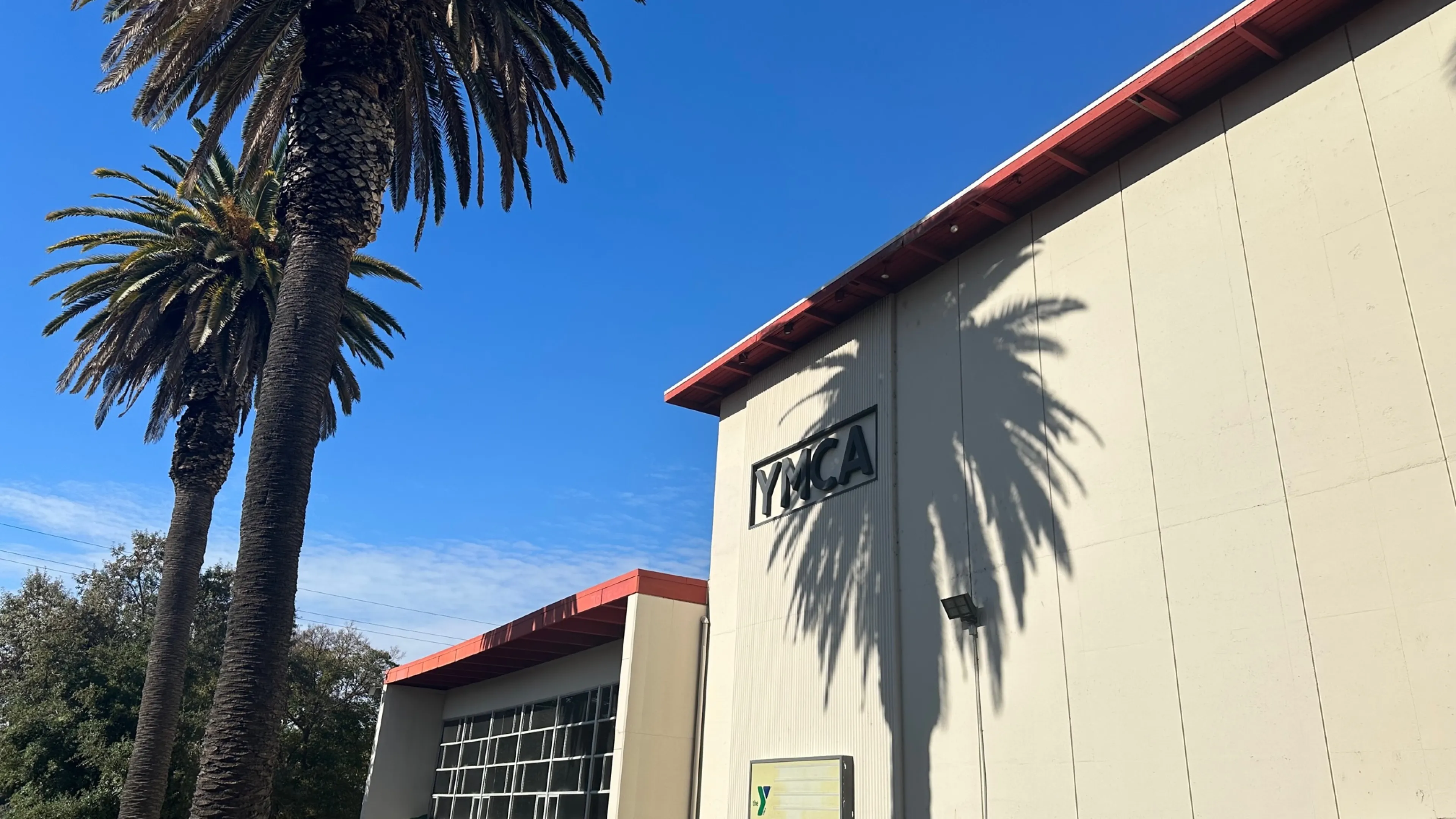 palm tree