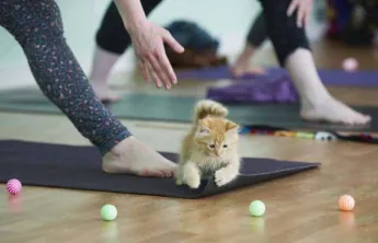 kitten on yoga mat with toys