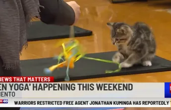kitten yoga screenshot of media spot