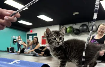 kitten yoga