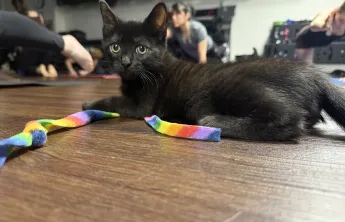 kitten yoga