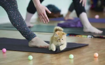 kitten on yoga mat with toys