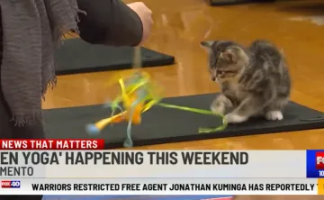 kitten yoga screenshot of media spot
