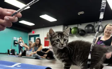 kitten yoga