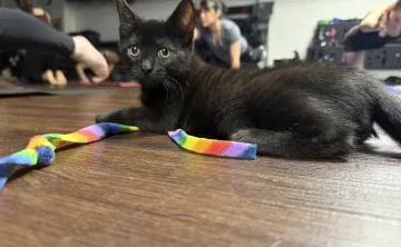 kitten yoga