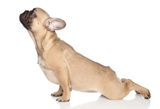 animal yoga